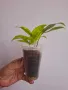 Драцена, Dracaena surculosa Mike, снимка 3