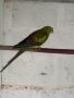 Продавам женски Планински папагал, снимка 1