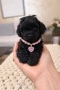 Poodle mini/Пудел мини, снимка 3