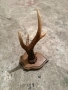 Продавам рог от сръндак, снимка 4
