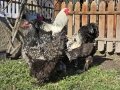 Продавам разплодни яйца от Сребърно кантирана барма (Silver Laced), снимка 13