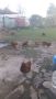 Кокошки, снимка 1 - Кокошки и пуйки - 45148131