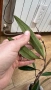 Hoya Хоя Sulawesiana albomarginata , снимка 4