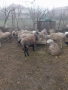 продават се овце , снимка 1