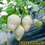 100 семена от плод бяла ягода органични плодови ягодови семена от вкусни ягоди отлични плодове с мно, снимка 10