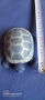 керамична костенурка 🐢 , снимка 2