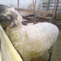 Продавам голям коч от Варненска област , снимка 2 - Овце - 42068196