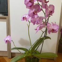 Орхидея Фаленопсис, снимка 1 - Стайни растения - 45283867