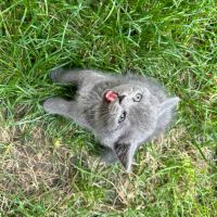 Британска късокосместа котка, снимка 2 - Британска късокосместа - 46111444