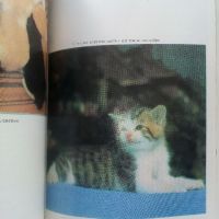 Домашната котка - А.Фогел,Х.Шнайпер - 1988г., снимка 4 - Енциклопедии, справочници - 45208024