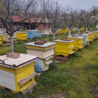 Пчелни семейства , снимка 1 - Други животни - 45148966