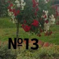 дърво роза щамбова роза цена 25 лв , снимка 5 - Градински цветя и растения - 45110849