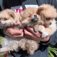 Малки кученца померански шпиц, снимка 2 - Померан - 45465188