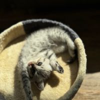 Очарователни породисти топки любов- британски късокосмести котенца, снимка 6 - Британска късокосместа - 46041988