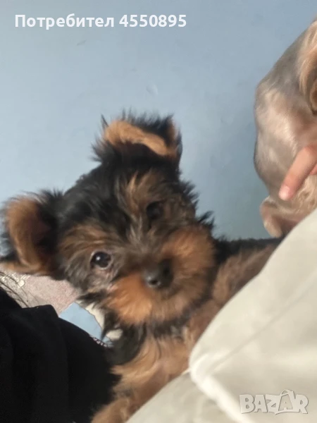 Йоркширски териер, снимка 1