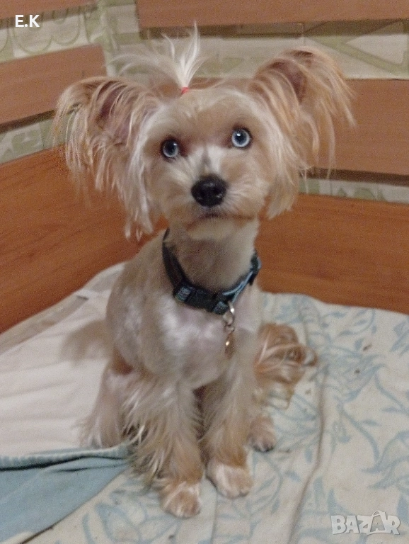 Йоркширски териер,женска със сини очи и мъжки мерле, снимка 1