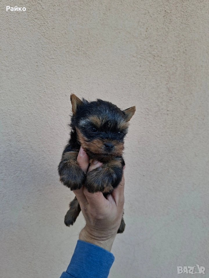 мини йоркширски териер, снимка 1