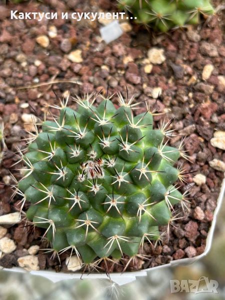 Промо оферта - Кактуси Mammillaria Papasquiarensis, снимка 1