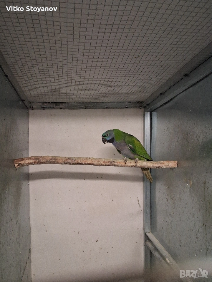 Китайски Александър, снимка 1