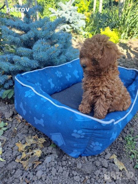 Продавам Toy Poodle  / Той пудел, снимка 1