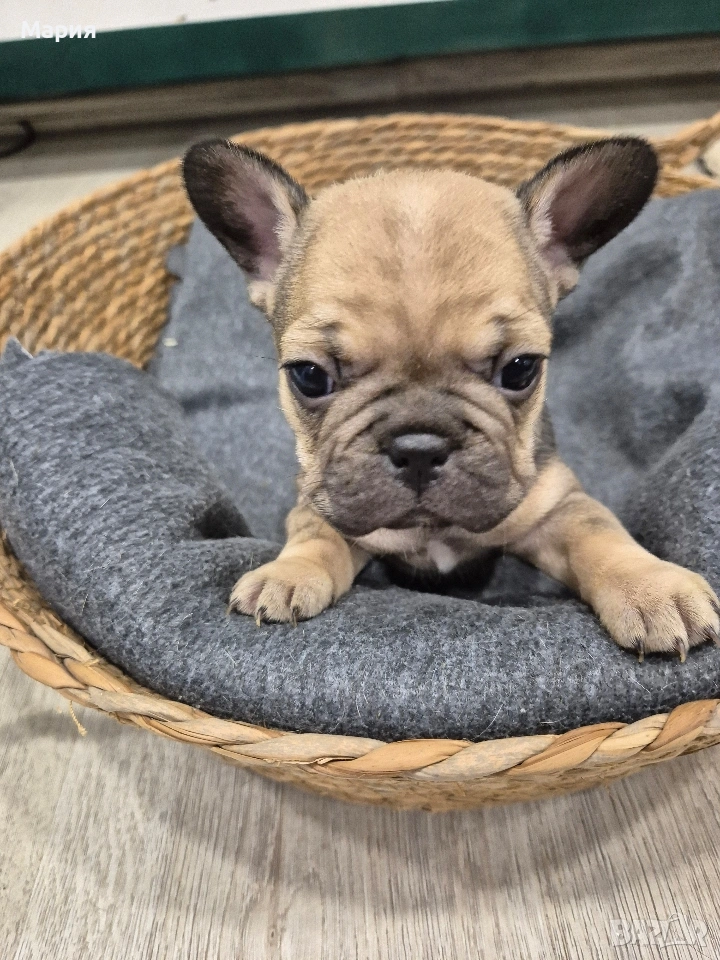 Френски булдог , снимка 1