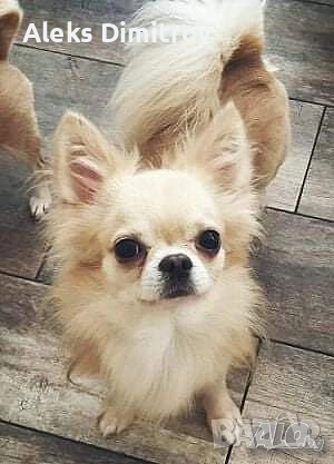 продавам чихуахуа, снимка 1