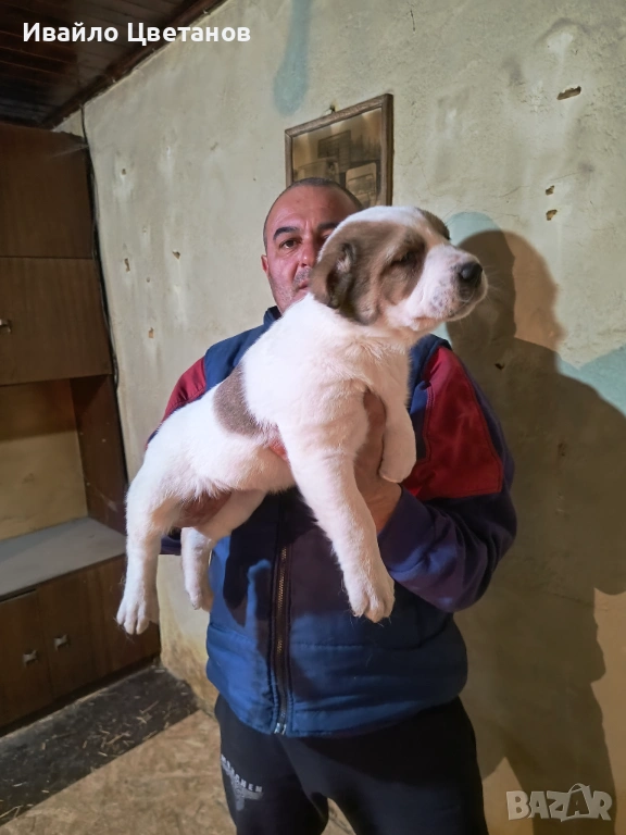 Алабай, снимка 1