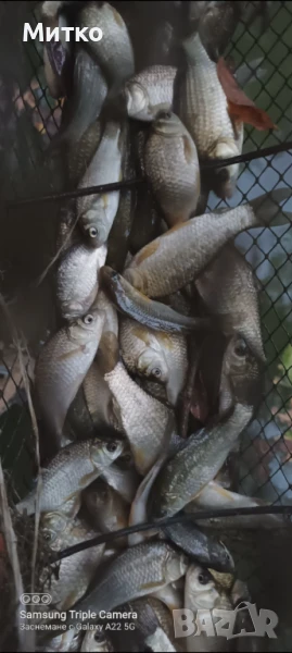 Кои,таранка златни риби, снимка 1