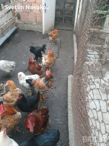Млади кокошки и петли 20лв, снимка 1
