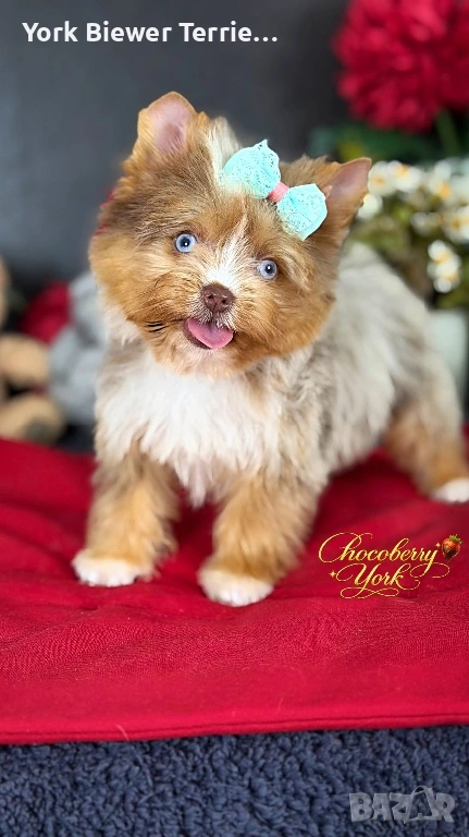 Йоркширски Териер, шокоберри с сини очи! Кукличка с родословие!, снимка 1