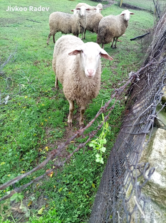 Продава  се коч, снимка 1