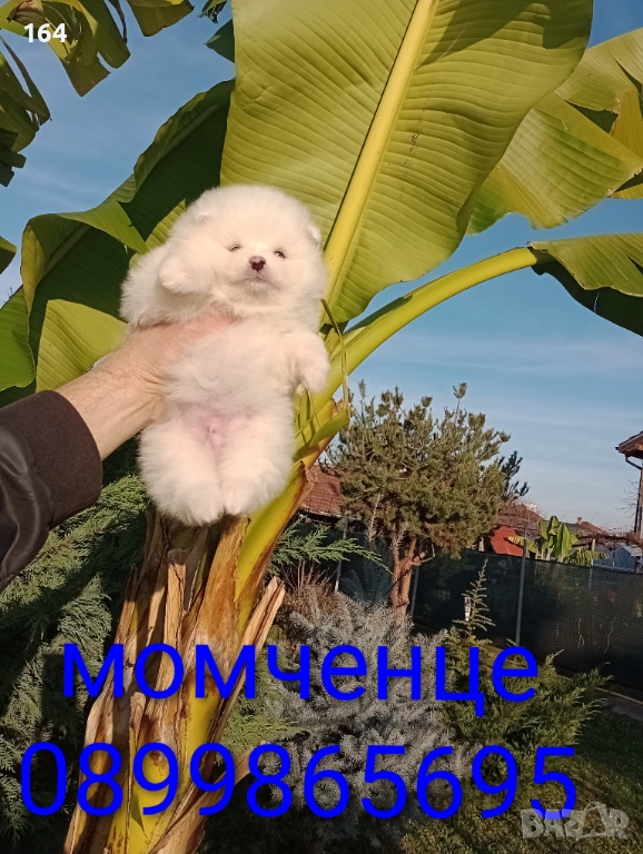 Померани. Момчета и момичета. Реални снимки!, снимка 1