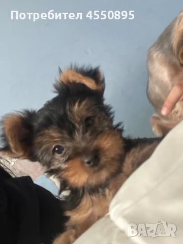 Йоркширски териер, снимка 1