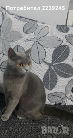 британска котка, снимка 3 - Британска късокосместа - 45515033