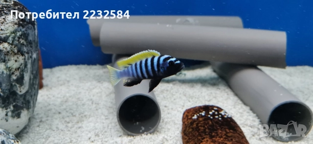 Рибки Африкански цихлиди, снимка 6 - Рибки - 32985031