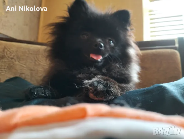 Мини померан женски