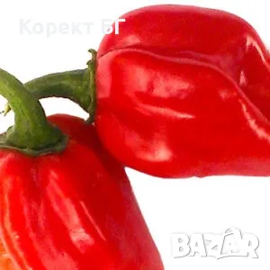 Чушка и семе от най-лютите сорт чушки в СВЕТА! Каролина Рийпър, Червено Хабанеро, Халапеньо , снимка 9 - Разсади - 49863001