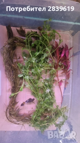 Пакет аквариумни растения , снимка 3 - Аквариуми - 51470866