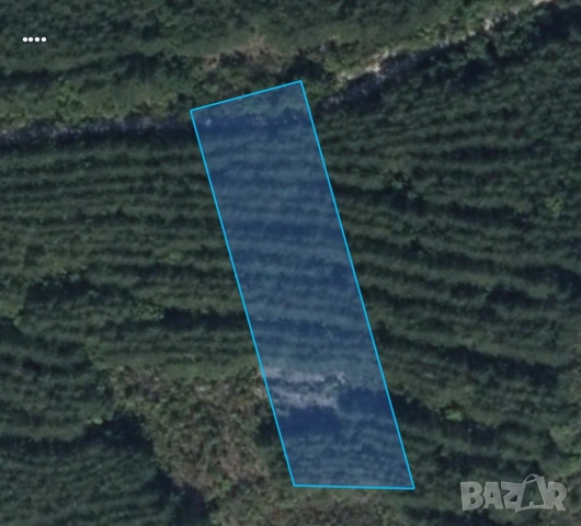 продавам 3 декара гора в кв.Дивдядово