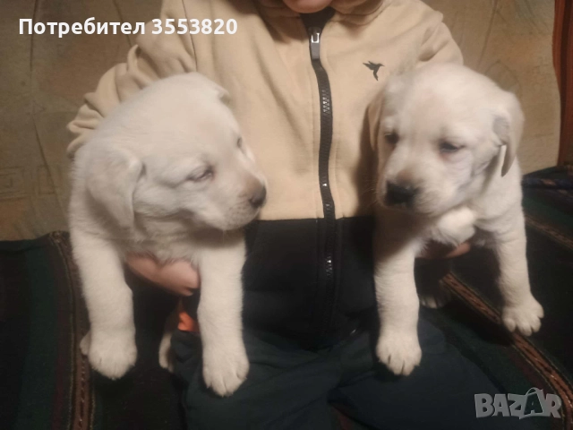 Лабрадорчета, снимка 4 - Лабрадор ретривър - 52723502