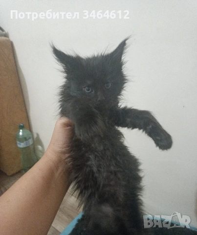 Мейн куун котенца, снимка 12 - Други - 52969975