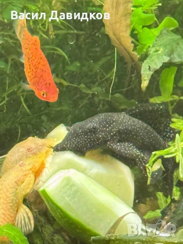 Анцуструс L144 , 183 , коридораа Венецуела , снимка 11 - Рибки - 53884676