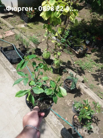 Oгнен храст - Euonymus alatus Студоустойчив , снимка 5 - Разсади - 38115122