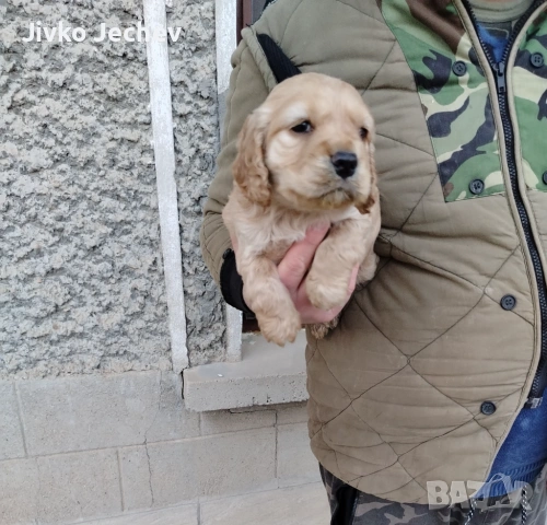 Кокер Шпаньол , снимка 4 - Кокер шпаньол - 53759516