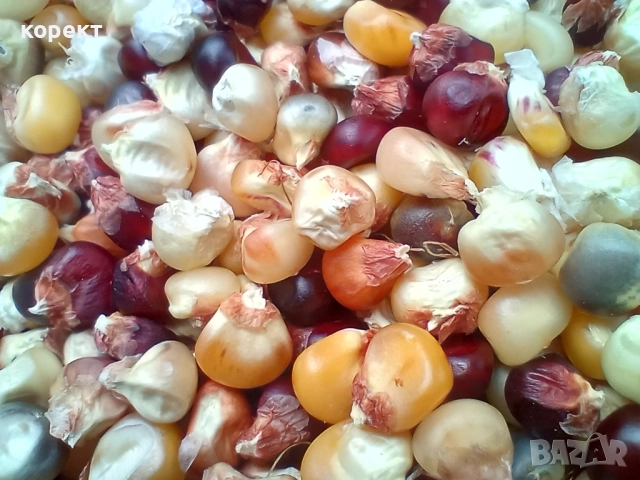 семена за посев от декоративна царевица , снимка 3 - Други - 51665482