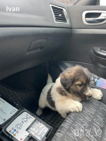 Каракачанка мъжко, снимка 4 - Каракачанска овчарка - 53163195