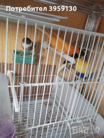 Канарчета , снимка 3 - Канари - 52011369