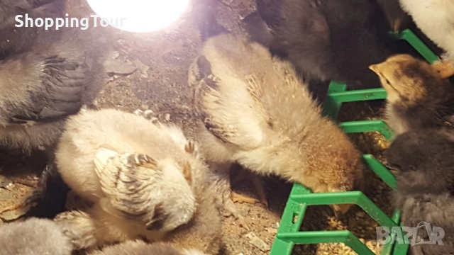 пилета Брами различни разцветки, снимка 6 - Кокошки и пуйки - 54263261