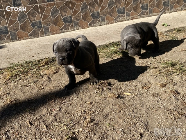 Кане корсо за разплод , снимка 6 - Кане корсо - 53888930