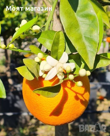 Портокал - Облагородени, снимка 8 - Градински цветя и растения - 53632628